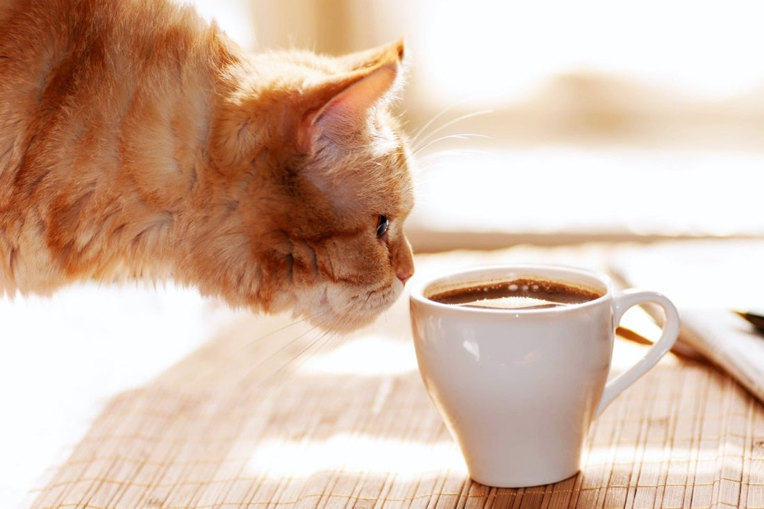 Los Cat Cafés: Oasis de Gatos en Japón - Ala Japonesa