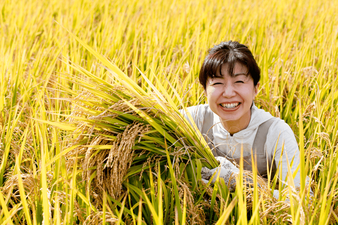 Cultivando Arroz en Japón: Un Legado Milenario - Ala Japonesa