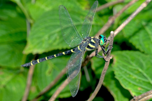 Libélulas Contra Mosquitos: Conoce al Oniyanma-kun - Ala Japonesa