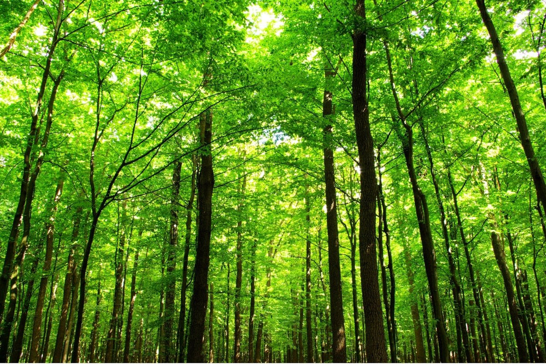 Ecología de Madera: Sostenibilidad al Estilo Japonés - Ala Japonesa