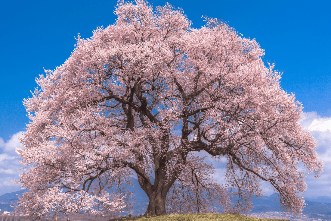 Sakura: El Corazón Floral de la Cultura Japonesa - Ala Japonesa