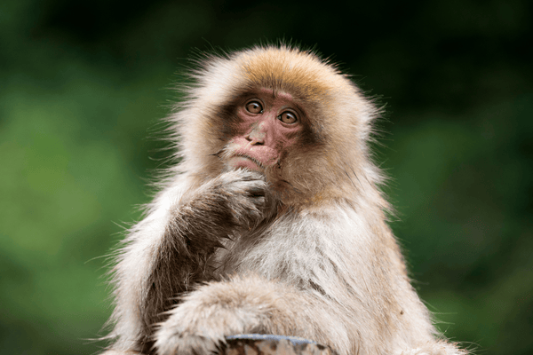 Zoológicos en Japón: Historia y Destinos Imperdibles